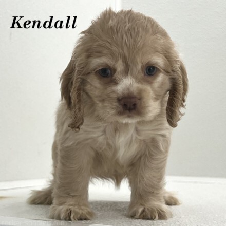 puppy, for, sale, Cocker Spaniel, Joe & Cherri  Overlease, dog, breeder, Miller, MO, dog-breeder, puppy-for-sale, forsale, nearby, find, puppyfind, locator, puppylocator, aca